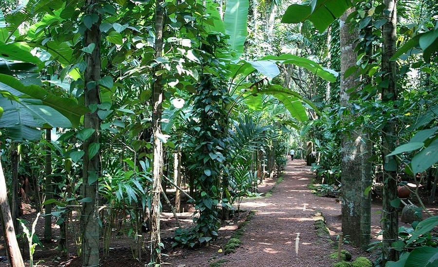 Spice Plantation, Goa